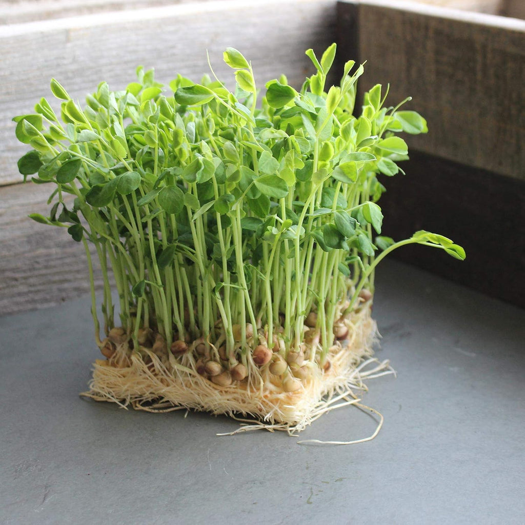 Mountain Valley Seed Co Dun Pea Seeds – 25 Lb Non-GMO High-Germination | Microgreens, Pea Shoots, Cover Crops