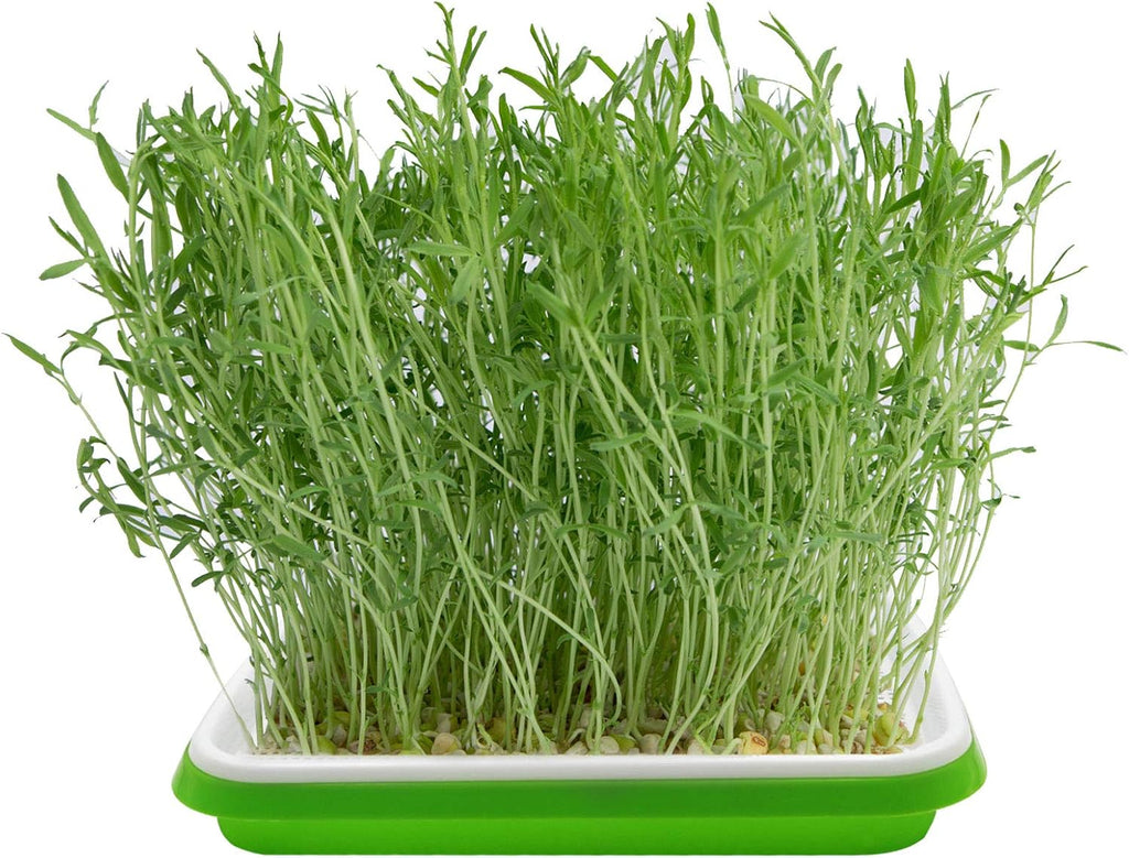 5 Layers Seed Sprouter Trays with Lids and Stainless Steel Shelf | Soil-Free Cultivation, BPA Free PP, Seed Starter