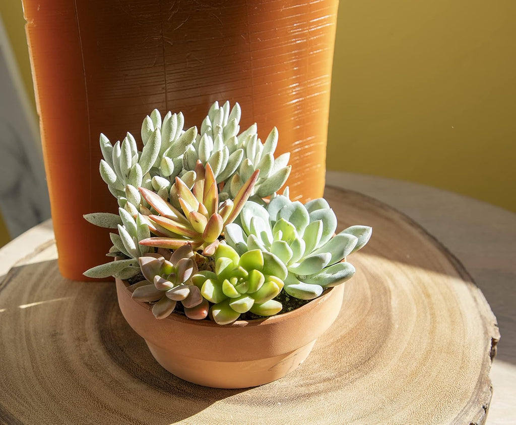 Live Succulents Assortment in Clay Pot, Garden Succulent Planter, Unique Gardening Gifts for Plant Lovers, Live