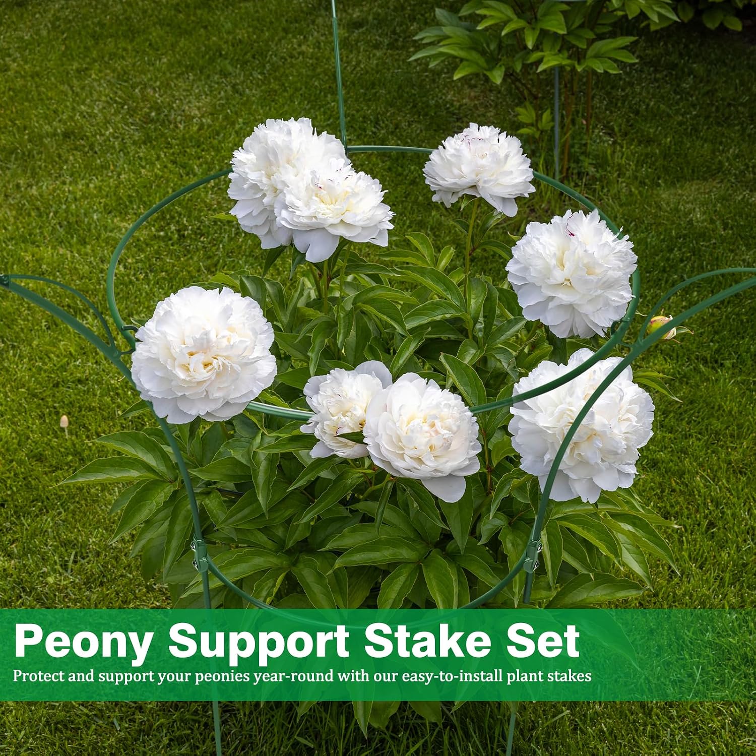 2 Pack Peony Cages and Supports Cages 13" D x 22.8" H Sturdy Metal Support Frame for Peonies & Roses Natural Bouquet