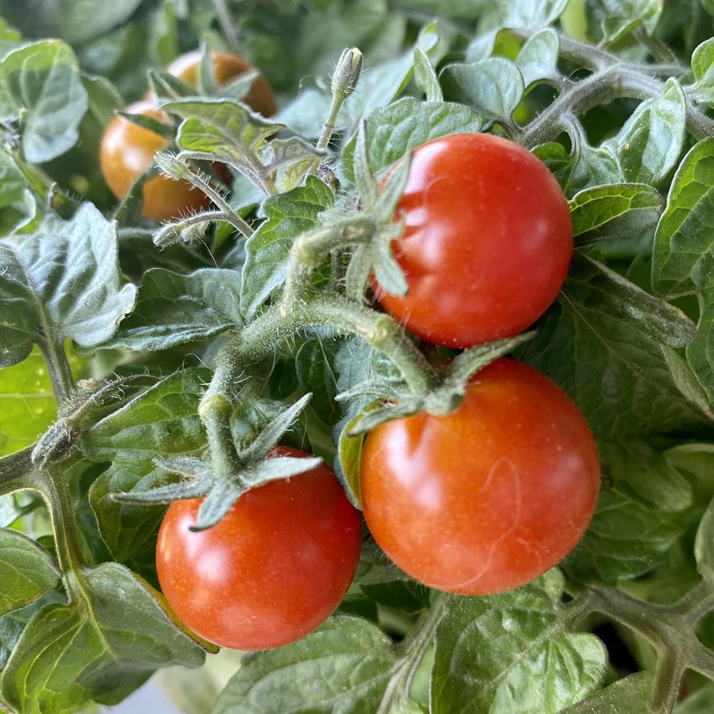 Seed Needs Tiny Tim Dwarf Tomato Seeds to Plant Heirloom Non-GMO 10 Pack
