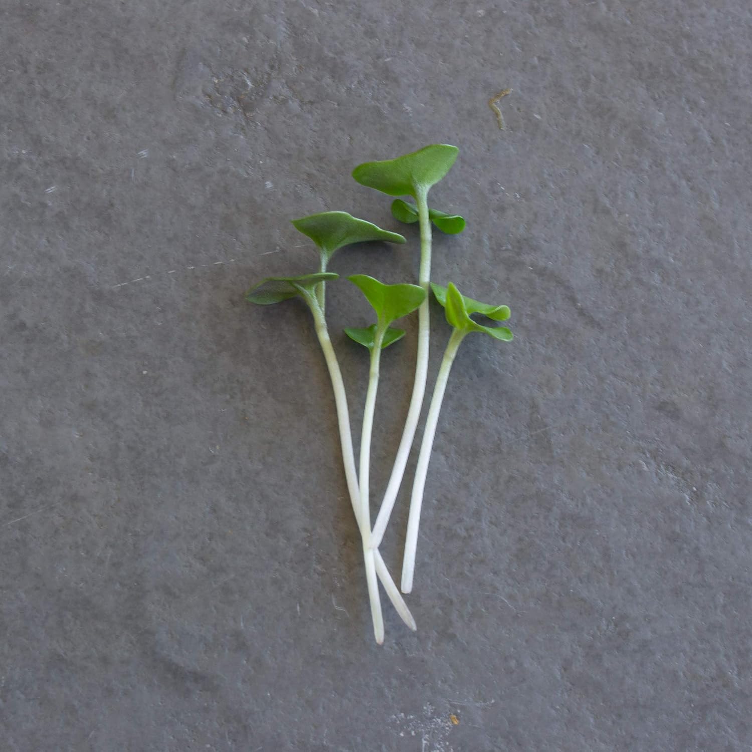 Mountain Valley Seed Co Broccoli Microgreens Seeds 1 Lb ~16,000 Seeds | Non-GMO - High Germination, Seed for Growing