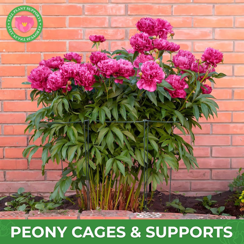 LEOBRO Plant Support Plant Stakes, 6pcs Peony Cages and Supports, Metal Garden Stakes Plant Supports, Plant Support