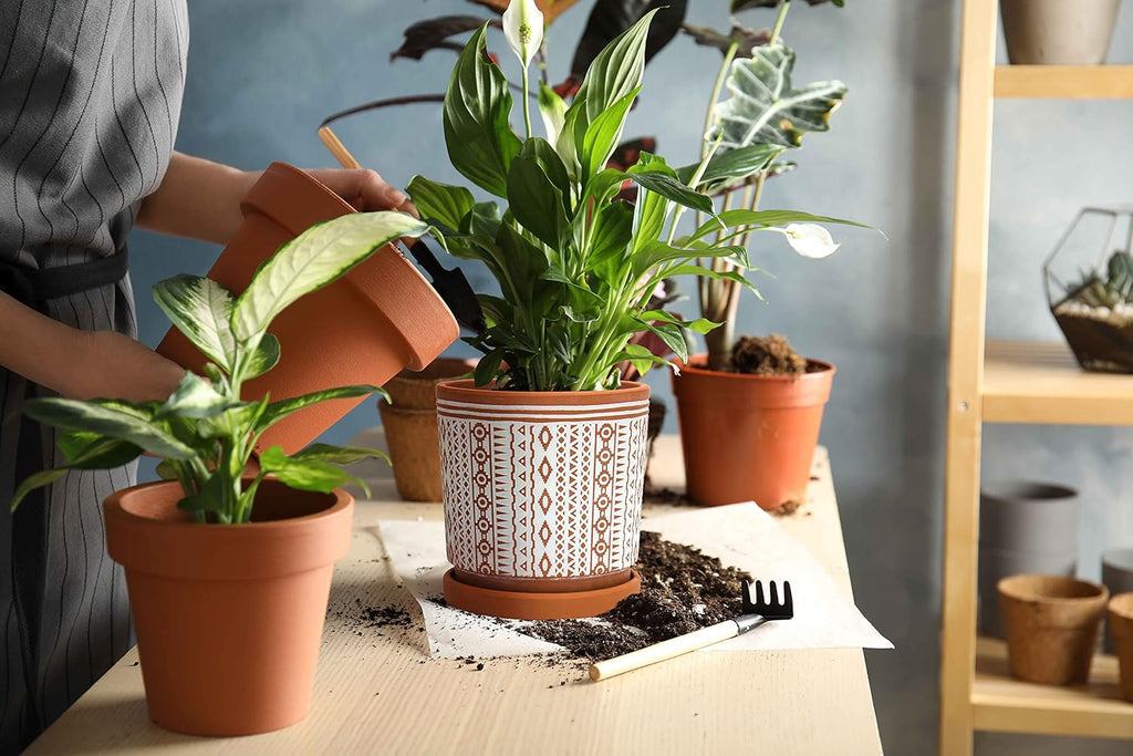 D'vine Dev Set of 2 Terracotta Pots, 6.5 Inch & 8.2 Inch, Planter Pots for Plants with Drainage Holes and Saucers