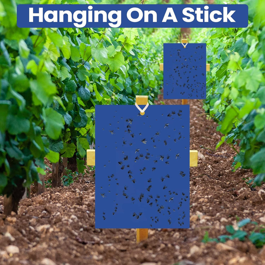 Qualirey 50 Pcs Blue Sticky Traps 6x8in for Gnats Indoor | Dual-sided for Fungus Gnats Fruit Flies Whiteflies Thrips