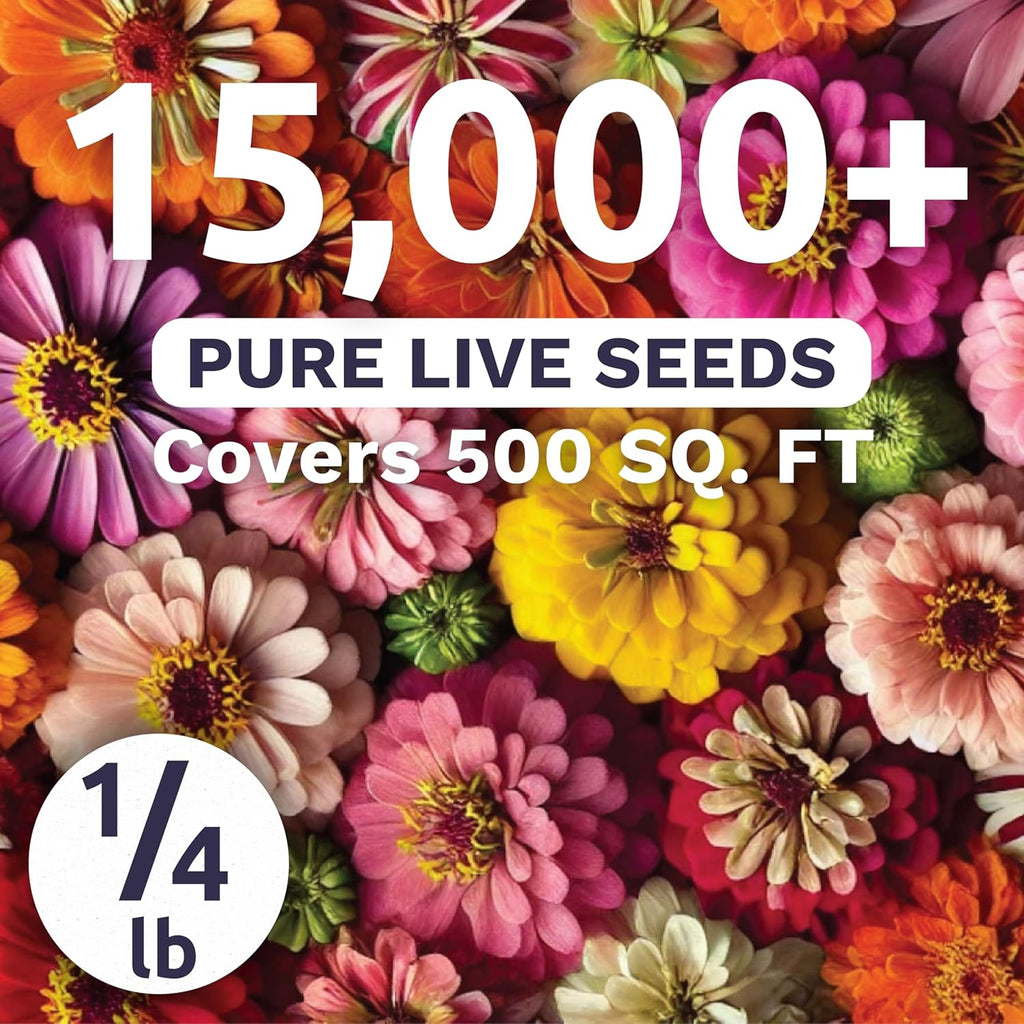 Zinnia Crazy Blend - Bulk 1/4 Pound Pouch - 15,000 Flower Seeds for Planting - Zinnia elegans