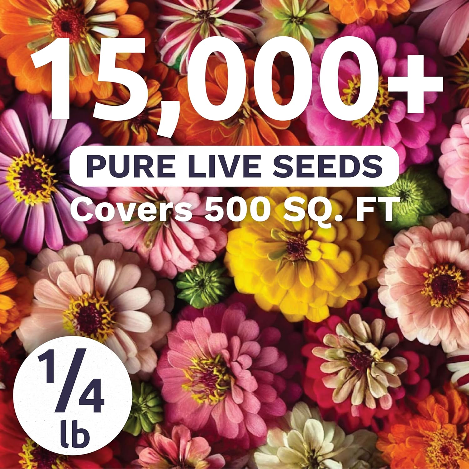 Zinnia Crazy Blend - Bulk 1/4 Pound Pouch - 15,000 Flower Seeds for Planting - Zinnia elegans