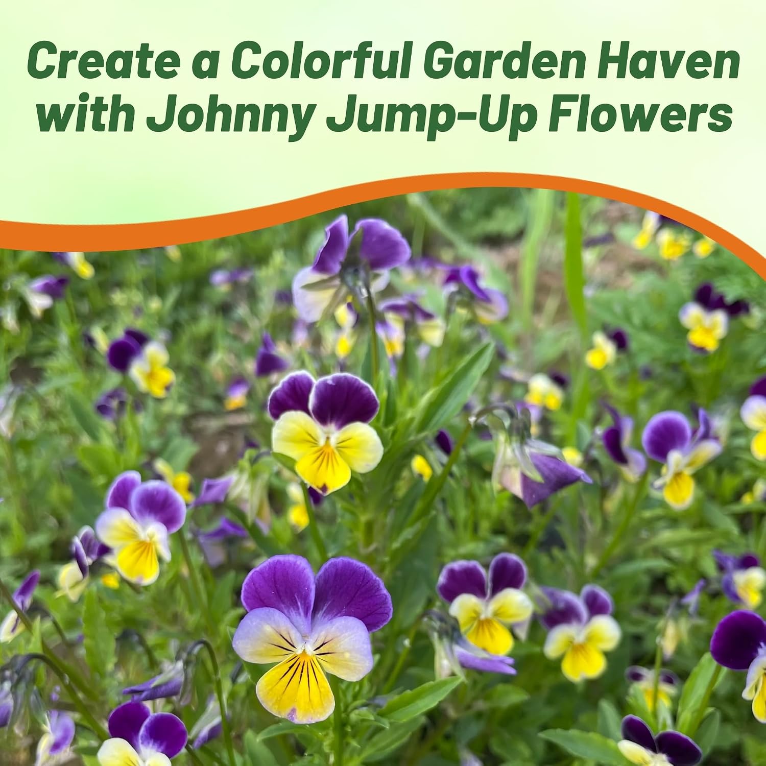 Outsidepride Johnny Jump Up Viola Wild Flower Seeds - 1/2 lb Easy-to-Grow, Compact & Hardy Perennial Seeds for Planting