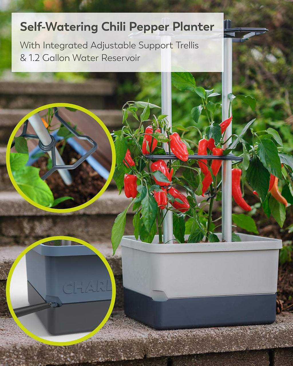 BUZZY Seeds Charly Chili Self-Watering Planter, Trellis, 1.2 Gal, Gray | Self-watering planter, aluminum trellis &