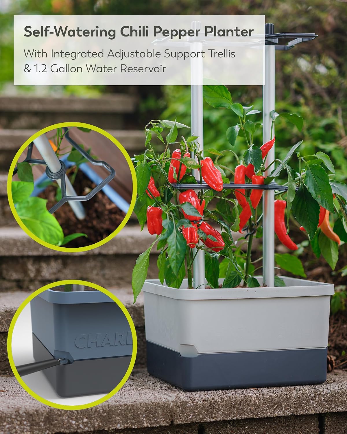BUZZY Seeds Charly Chili Self-Watering Planter, Trellis, 1.2 Gal, Gray | Self-watering planter, aluminum trellis &