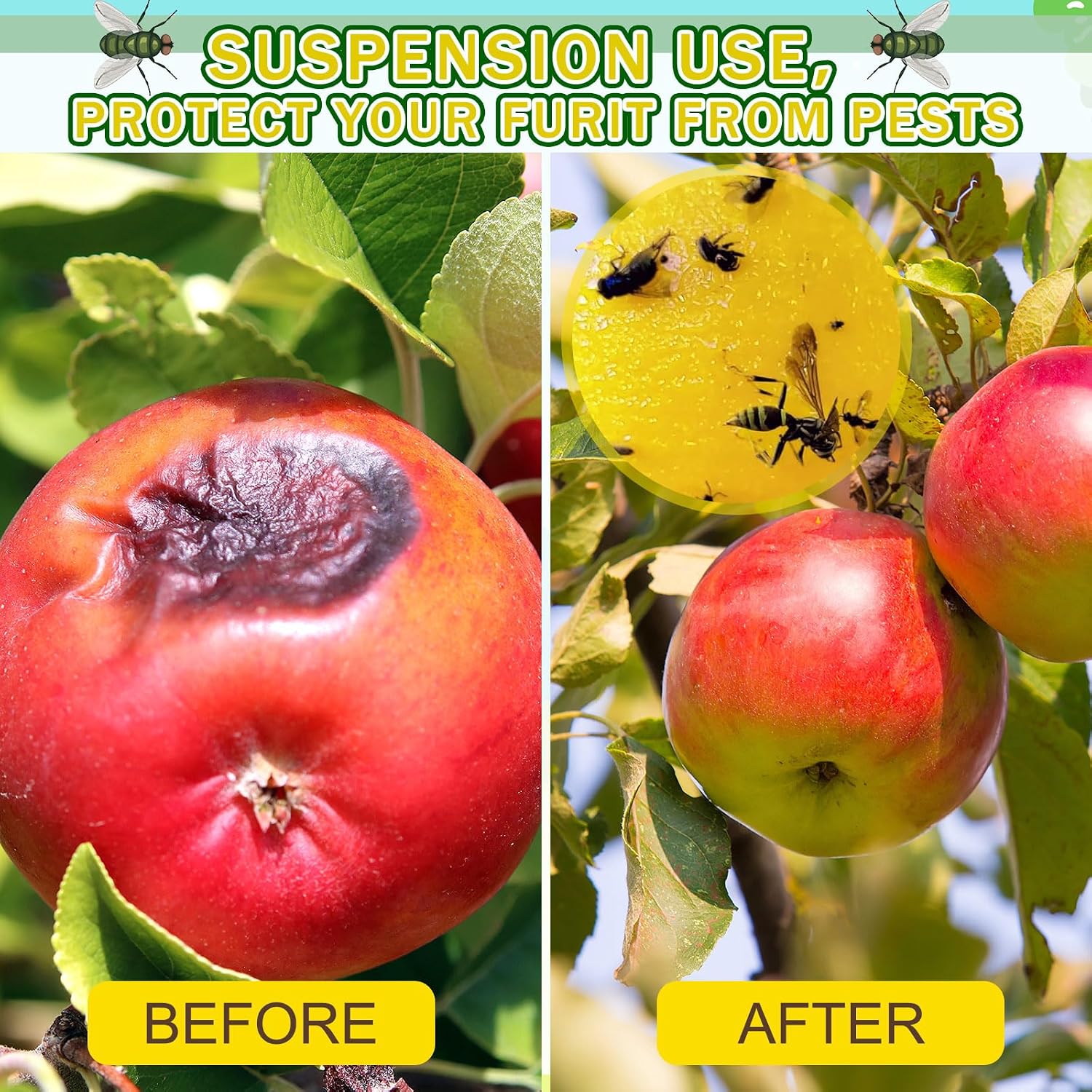 Qualirey 10 Set Fruit Fly Sticky Trap Balls Fungus Gnat Killer Bug Catcher Gnat Trap Insect Traps Indoor Outdoor Plant