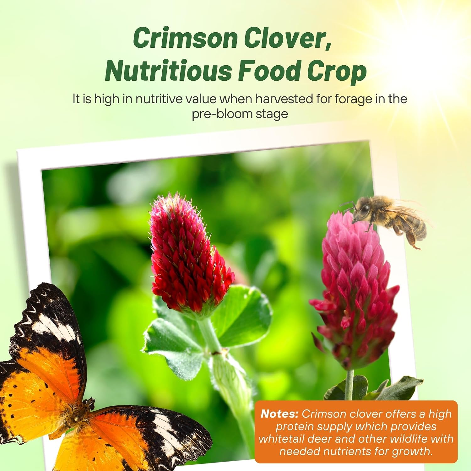 Outsidepride Crimson Clover Seeds - 5 lbs. Annual, Nitrocoated, & Inoculated Ground Cover Seeds, Ideal for Lawn, Cover