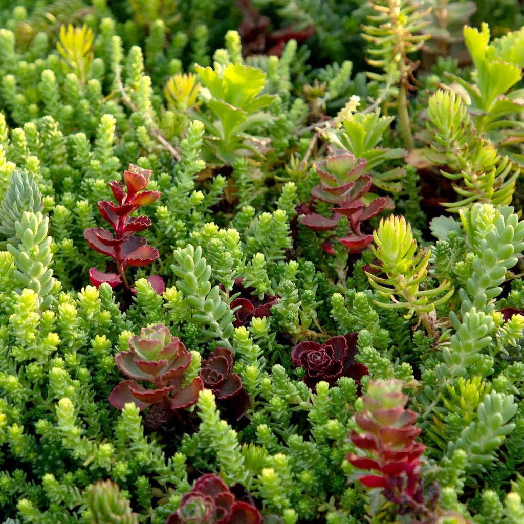 10 in. x 20 in. Sedum Groundcover Mat, Non-toxic Hardy Stonecrop for Landscaping, Live Succulents, Pet Friendly Plants
