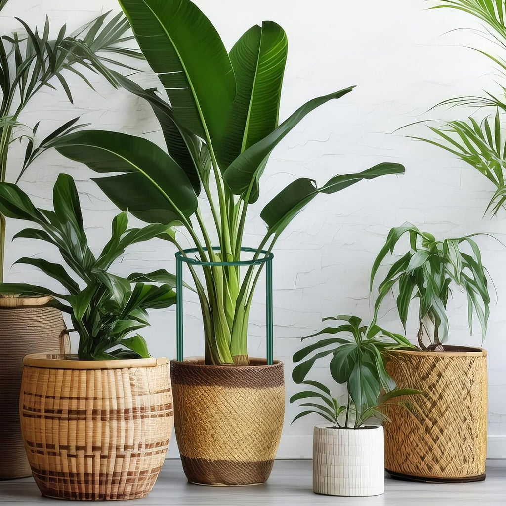DoubleFill 24 Pcs Snake Plant Support Stakes 10" W x 16" H Half Round Peony Cages and Supports Plant Ring Metal Garden
