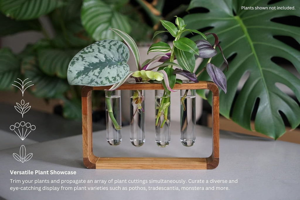 Source & Plot Plant Propagation Station - Acacia Wood Stand with 4 Glass Test Tubes, Tabletop Hydroponic Terrarium