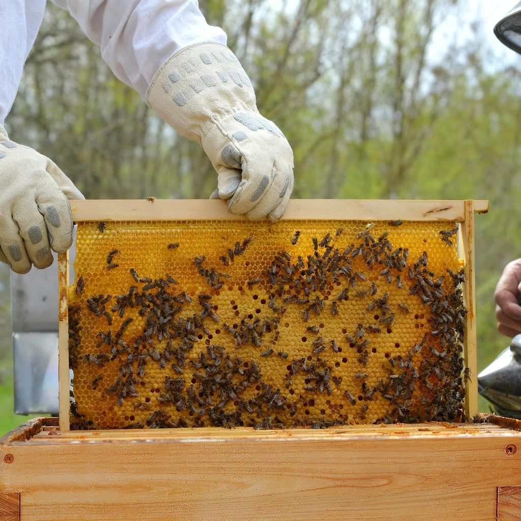 Honey Lake Deep Beehive Frames and Foundations Kit, 10 Pack Brood Wooden Frames and Natural Beeswax Dipped Plastic