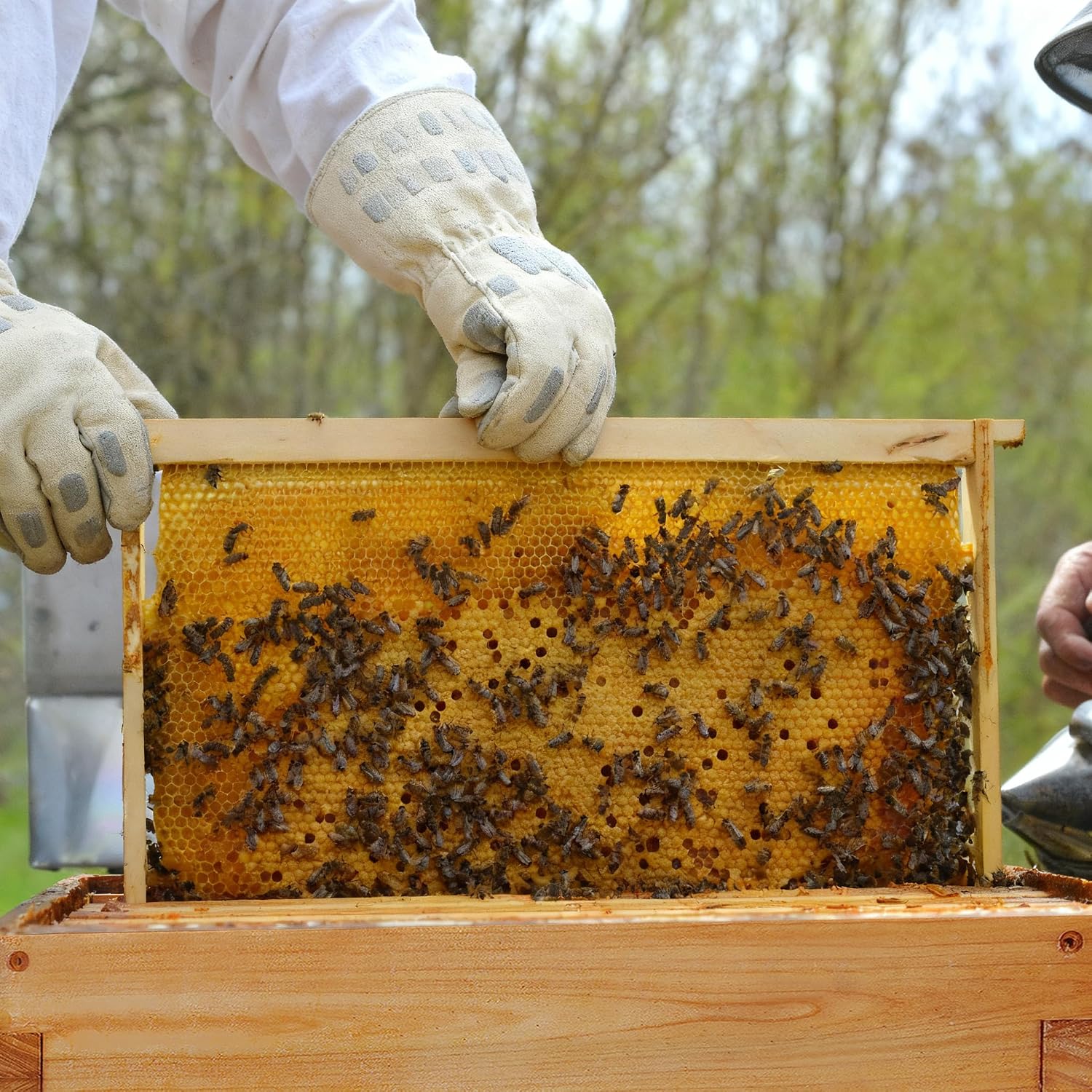 Honey Lake Deep Beehive Frames and Foundations Kit, 10 Pack Brood Wooden Frames and Natural Beeswax Dipped Plastic
