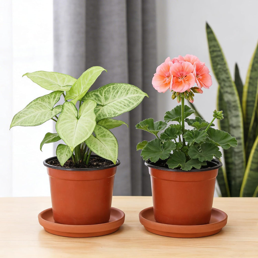 10 Pack Terracotta Pot Plant Saucer, 6 Inch Round Terra Cotta Planter Saucers for 5 Inch 5.5 Inch 6 Inch Flower Pot