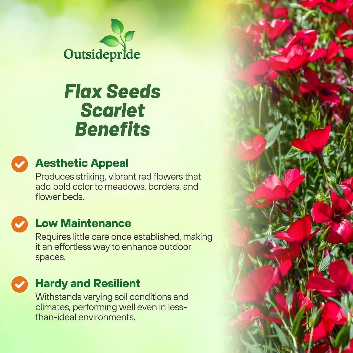 Outsidepride Scarlet Flax Seeds - 1 lb Annual Flower Seeds for Planting, Self-Seeding, Drought-Tolerant w/Compact