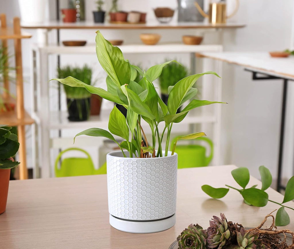 D'vine Dev 2-Pack Honeycomb Ceramic Planters, 4/6 in, 99-C-1-N | Sculptural Surface Detail, Timeless Design, Functional