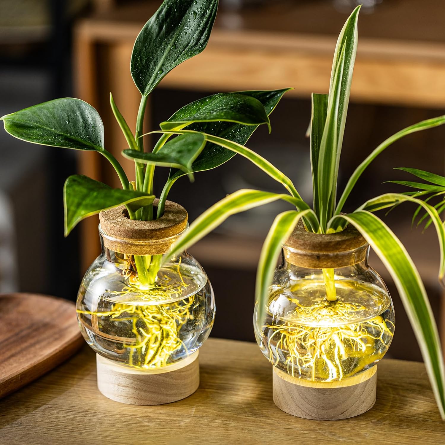 Propagation Stations, Plant Propagation Station with Light Base, Glass Propagation Vases, Hydroponic Vase for Plants