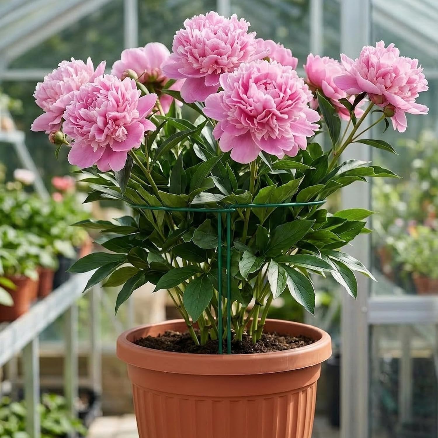 10 Pack Plant Support Stakes, 10" x 24" Peony Cages and Supports | Metal Rustproof Half Round Garden Plant Stakes for