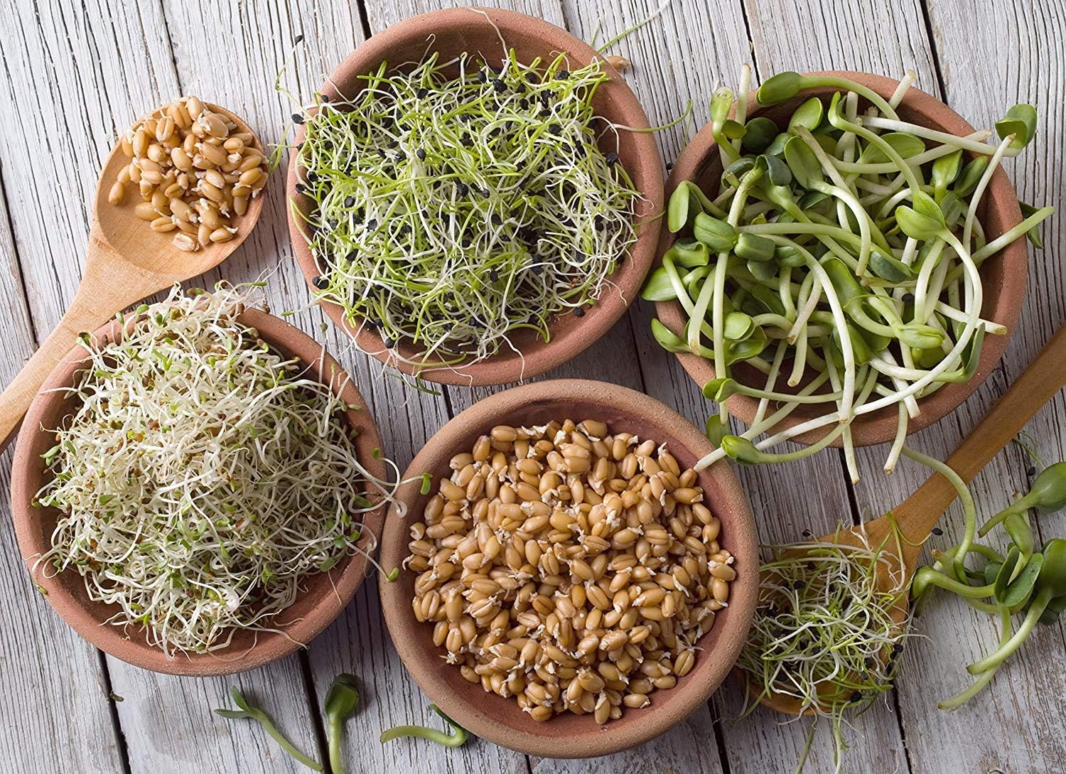 Handy Pantry Organic Sprouting Seed Mix – 2.5 lb – 10 Varieties: Alfalfa | Mung Bean, Broccoli, Lentil, Clover