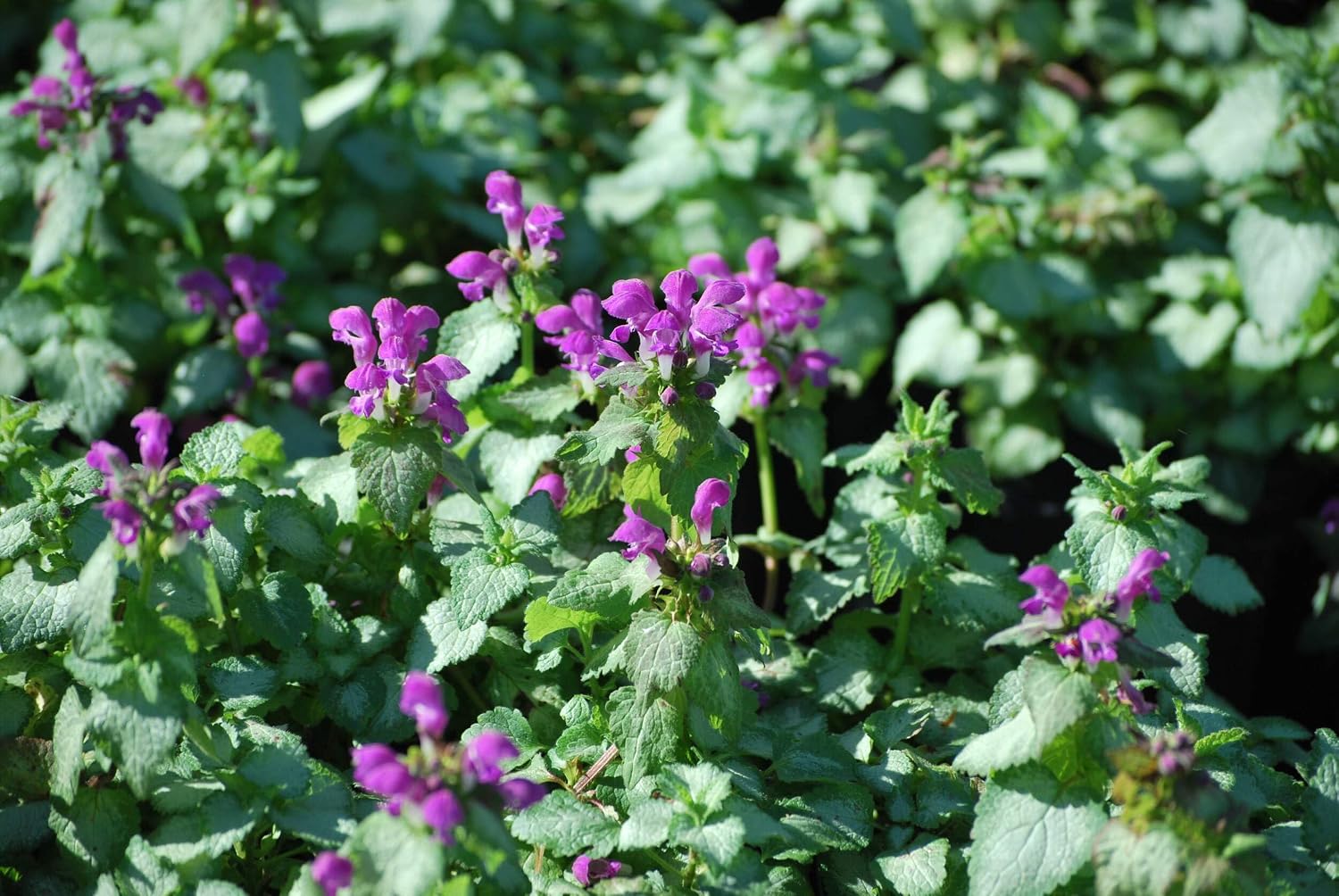Lamium maculatum ‘Beacon Silver’ (Dead Nettle) Live Perennial, Size- Container, Pink Spring to Summer Flowers with