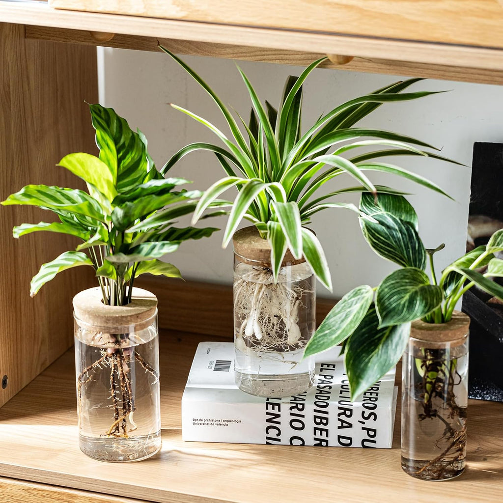 Propagation Vases for Plants, Set of 8(4 Large & 4 Small) Glass Plant Propagation Stations, Plant Propagation Jars for