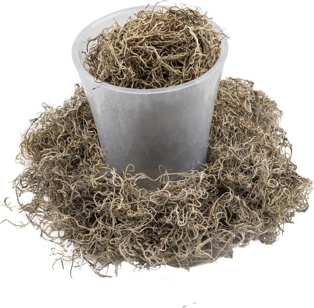 Premium Natural Spanish Moss | Natural Preserved - Great Ground Cover - Filler for Potted Plants - by GARDENERA - 5