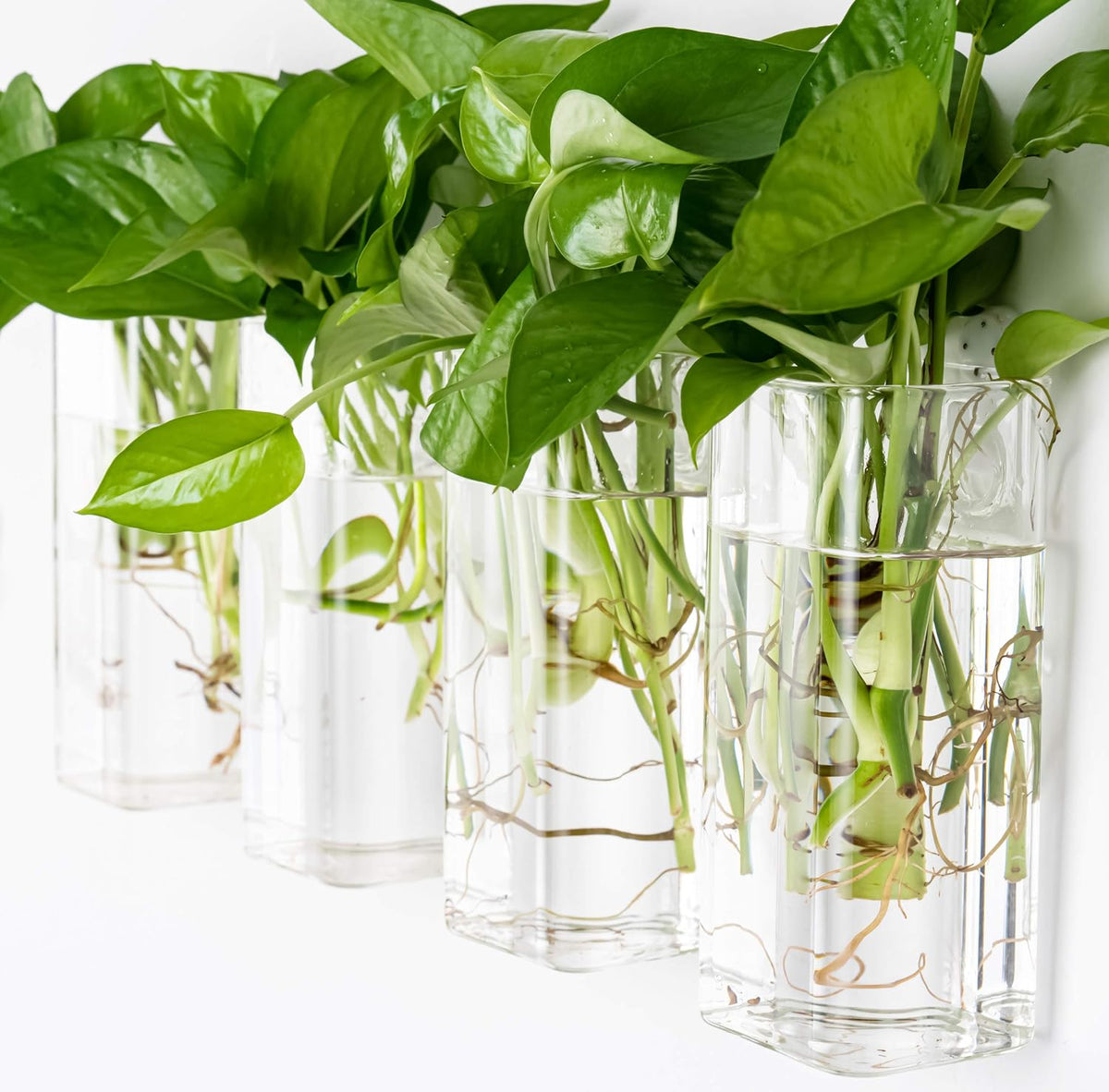 Square Glass Propagation Vase 4 Pack, Wall Hanging Hydroponic Planter | Borosilicate glass, clear & sturdy. Wall-mount.