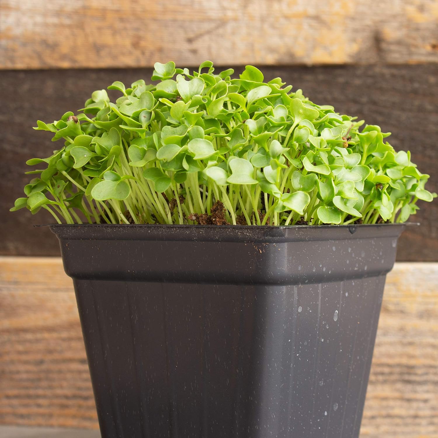 Mountain Valley Seed Co Kale Microgreens Seeds 1 Lb ~128,000 Seeds Non-GMO | Brassica oleracea - Seed for Growing Micro