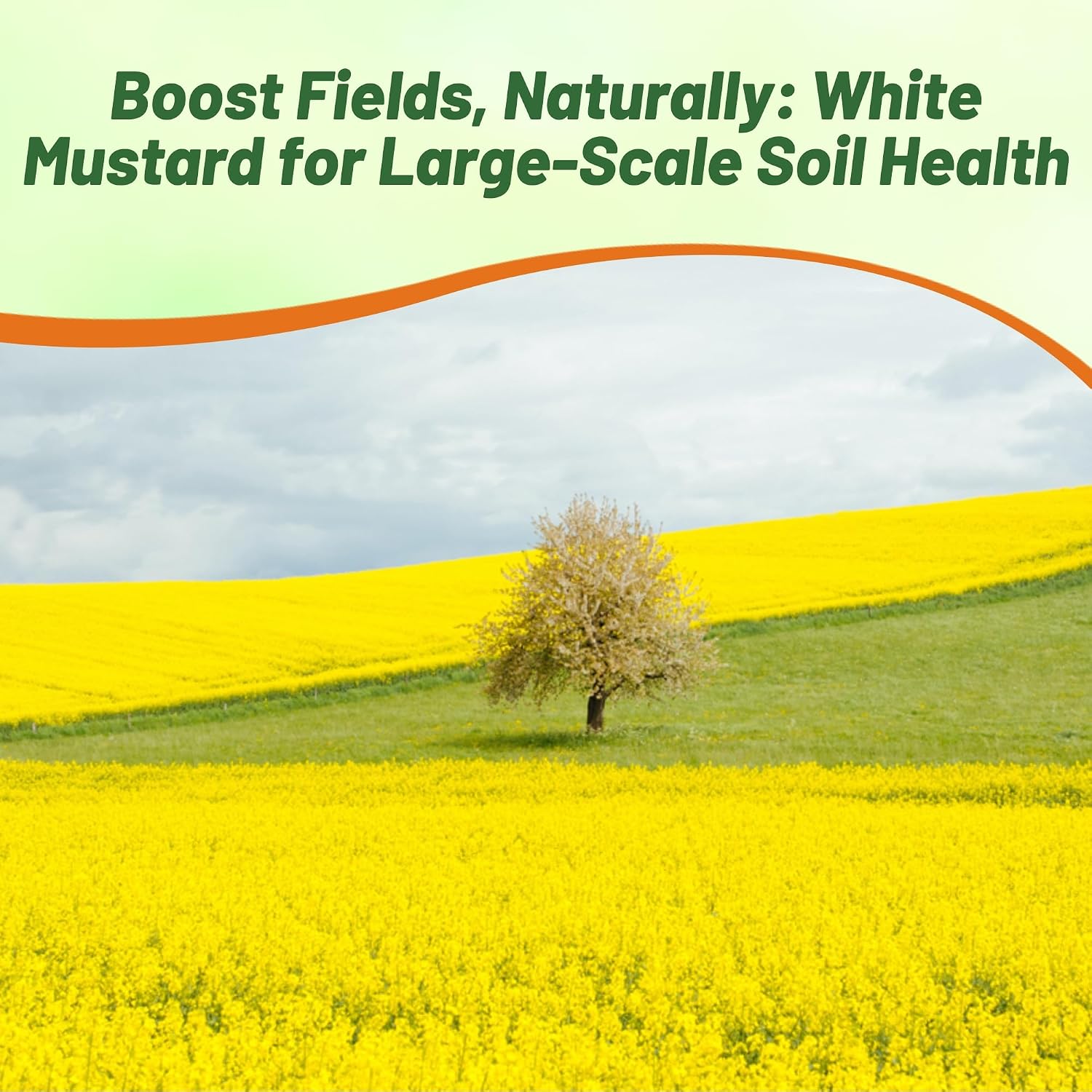 Outsidepride White Mustard Seeds for Planting - 5 lb Annual Cover Crop Seeds w/Deep Root System, High Protein Forage