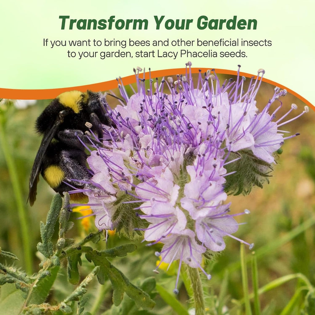 Outsidepride Lacy Phacelia Seeds for Planting - 1 Lb. Annual, Drought-Tolerant Wildflower Seeds with Light Violet