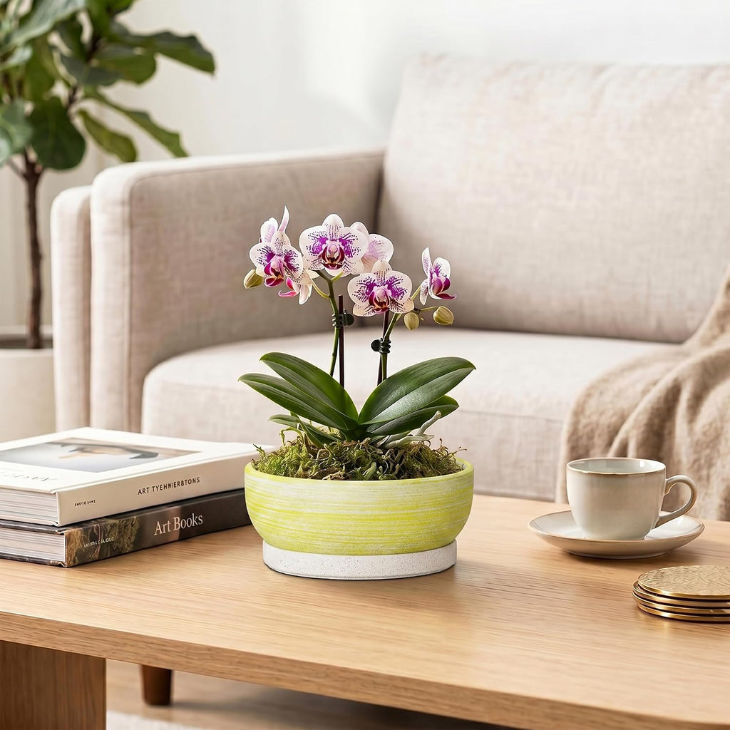 Bonsai Pots, 6 Inch Ceramic Succulent Pots with Tray, Brushed Yellow | Small Bonsai Planter with Drainage Hole, Round