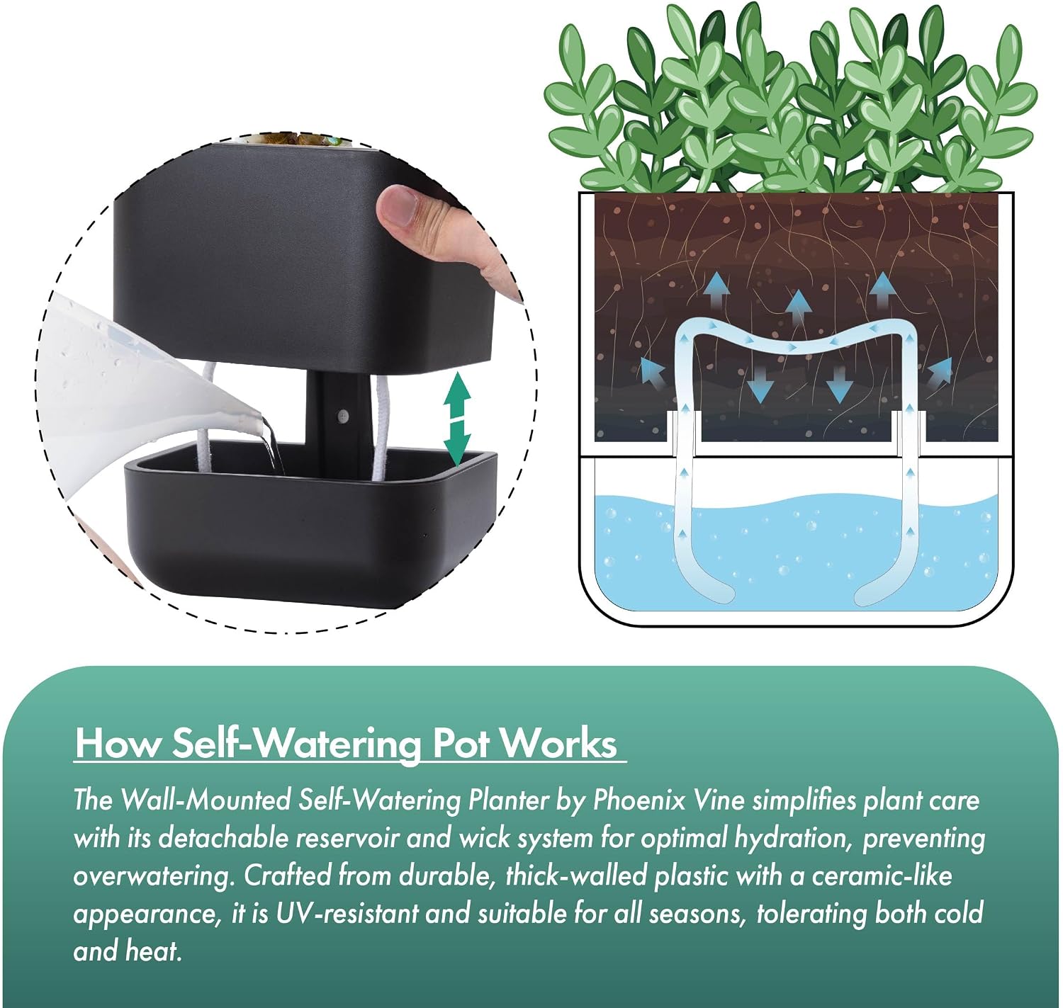 Phoenix Vine 6.5 Inch Wall Mounted Self-Watering Planter Pot for Indoor Houseplants and Herbs | Hanging Planter for