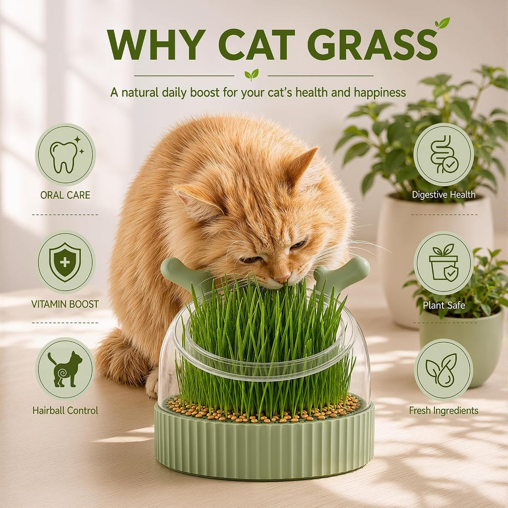 3-in-1 Slow Feeder Bowl, Cat Grass Growing Kit & Elevated Cat Food Bowl, | with Clear Germination Dome Splash Guard, 6