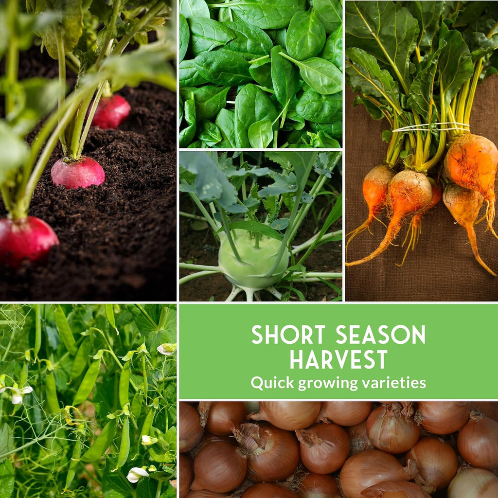 Northern Vegetable Seeds Collection for Planting | 15 Cold Hardy Heirloom Varieties, Frost-Tolerant for Cool Climates &