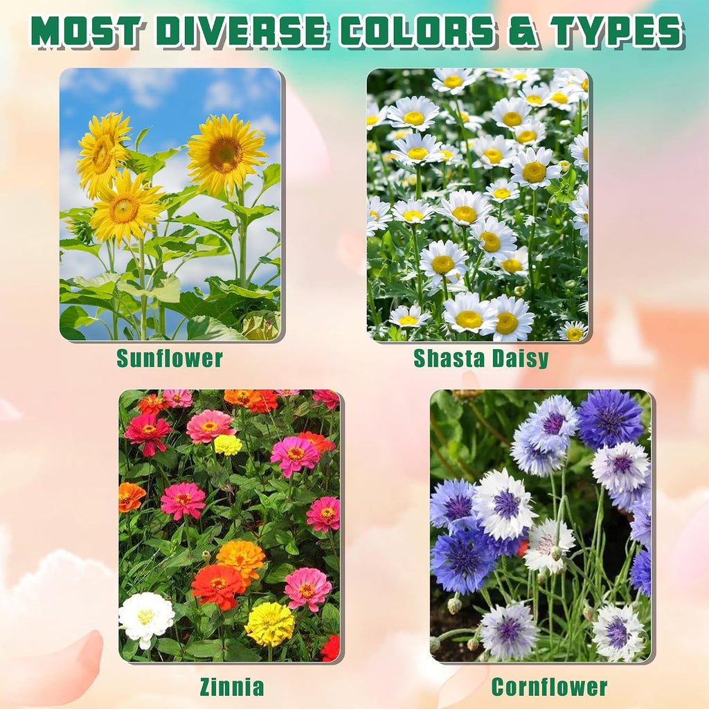 Indoor Daisy Garden Starter Kit, 4 Flower Seeds Growing into Shasta Daisy, Cornflower, Sunflower, Zinnia, Including
