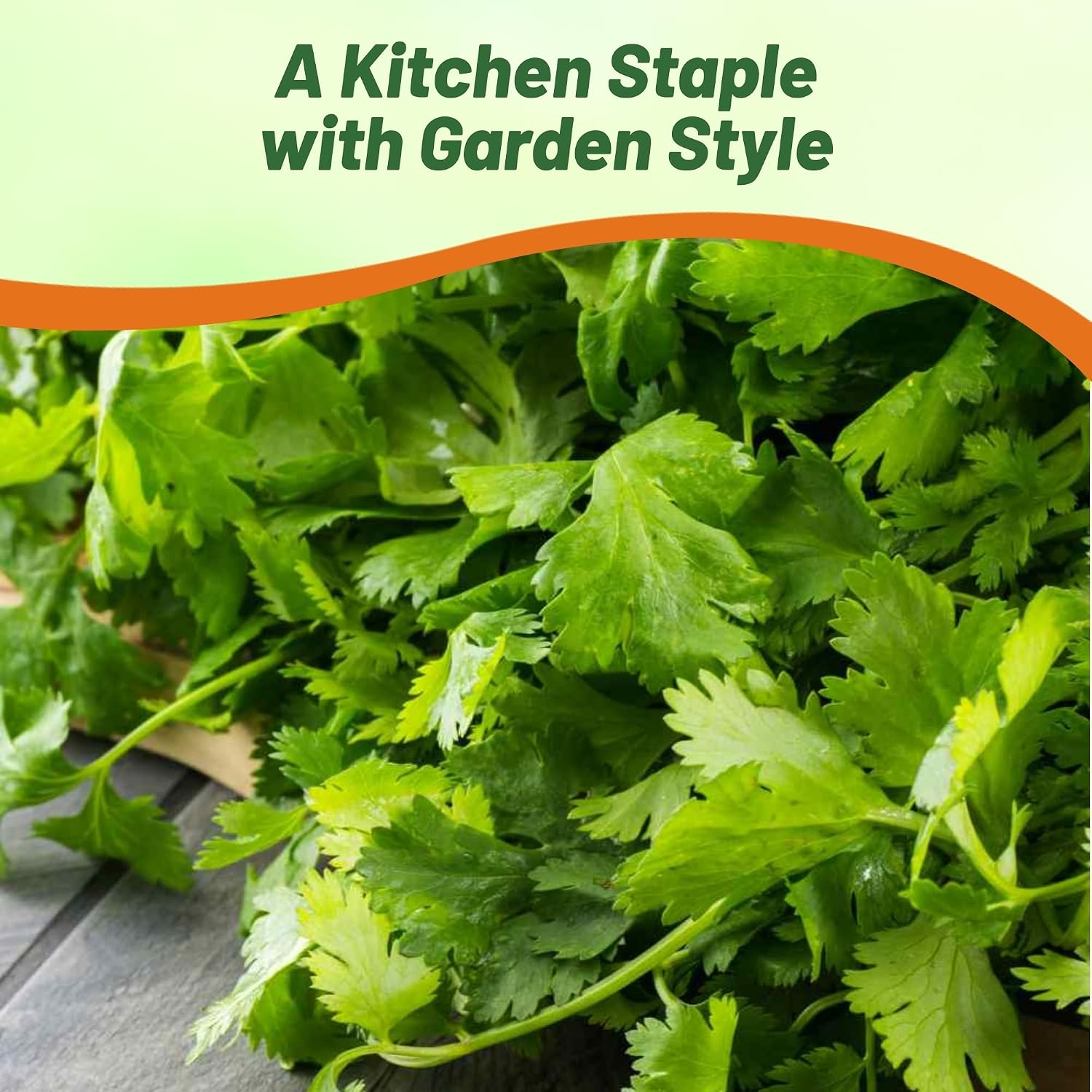Outsidepride 1 Lb Annual Coriander Cilantro Herb Garden Seeds for Microgreens, Sprouts, & Cooking