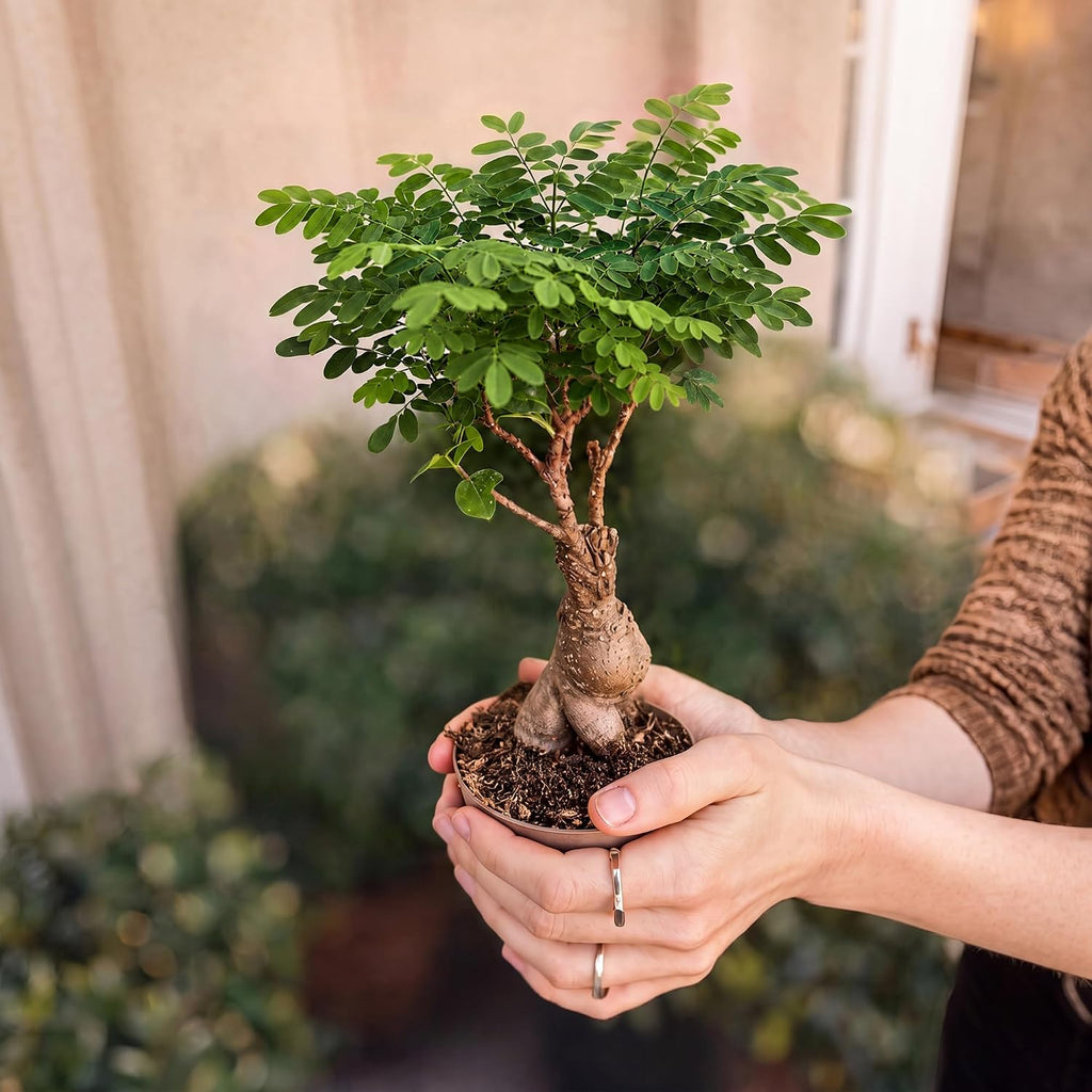 Bonsai Tree Kit Deluxe - Growing 5 Unique Japanese Bonzai Trees | Complete Indoor Bonsai Starter Kits for Growing Trees