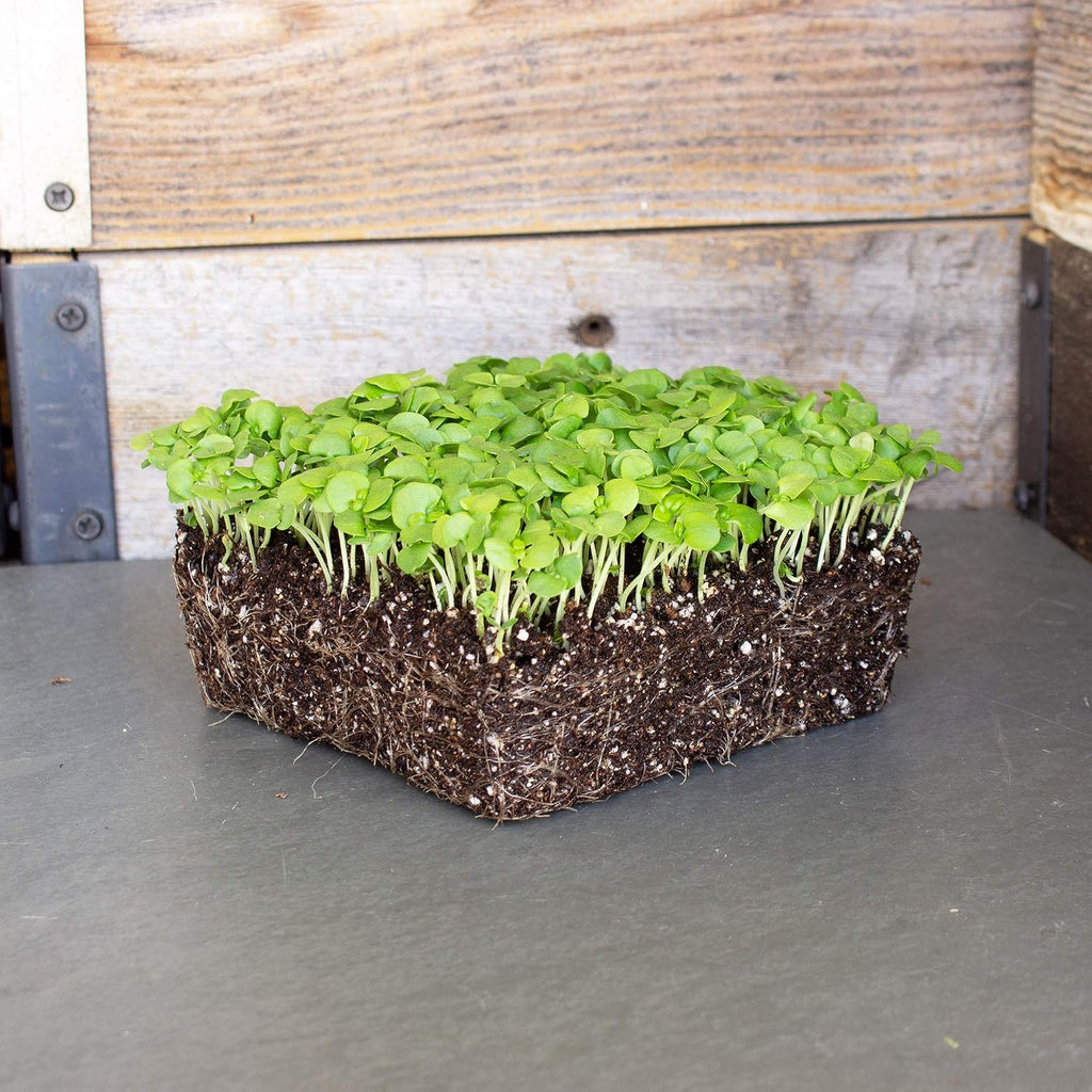 Mountain Valley Seed Co Genovese Basil Microgreens Seed 1 Lb 256,000‬ Seeds | Non-GMO Bulk Seed for Growing Micro