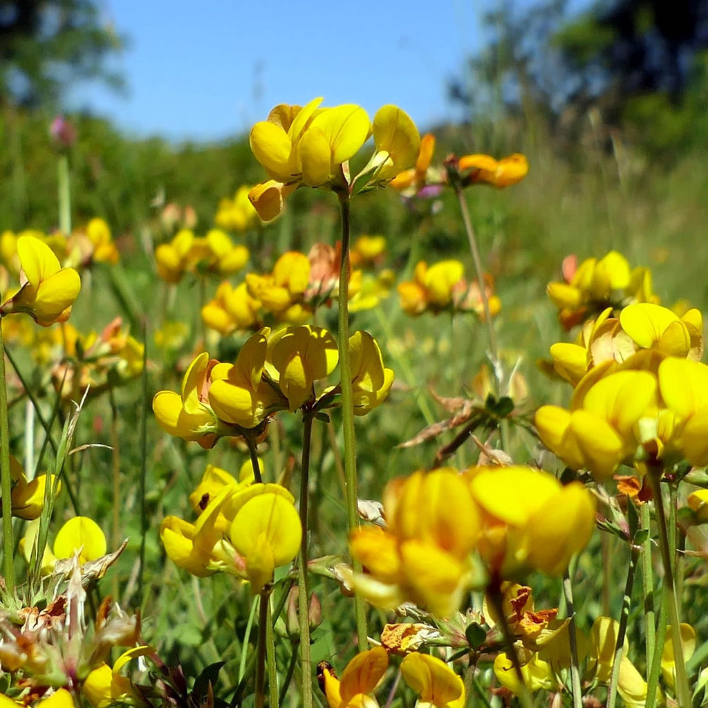 Outsidepride Perennial Birdsfoot Trefoil Seed - 10 lbs Nitrocoated, Inoculated, Winter Hardy, High Protein Forage