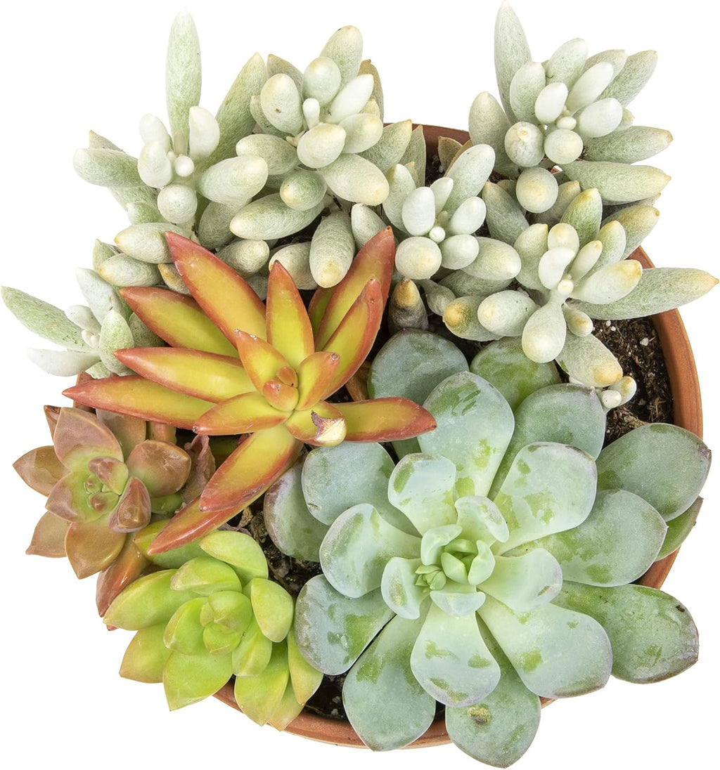 Live Succulents Assortment in Clay Pot, Garden Succulent Planter, Unique Gardening Gifts for Plant Lovers, Live