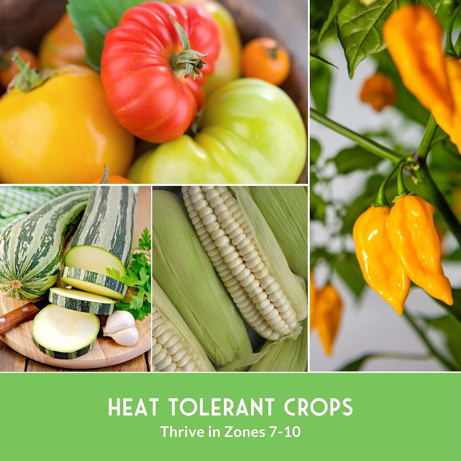 Southern Vegetable Seeds Collection for Planting | 15 Heirloom Heat-Loving Varieties, Okra, Collard Greens, Purple Hull