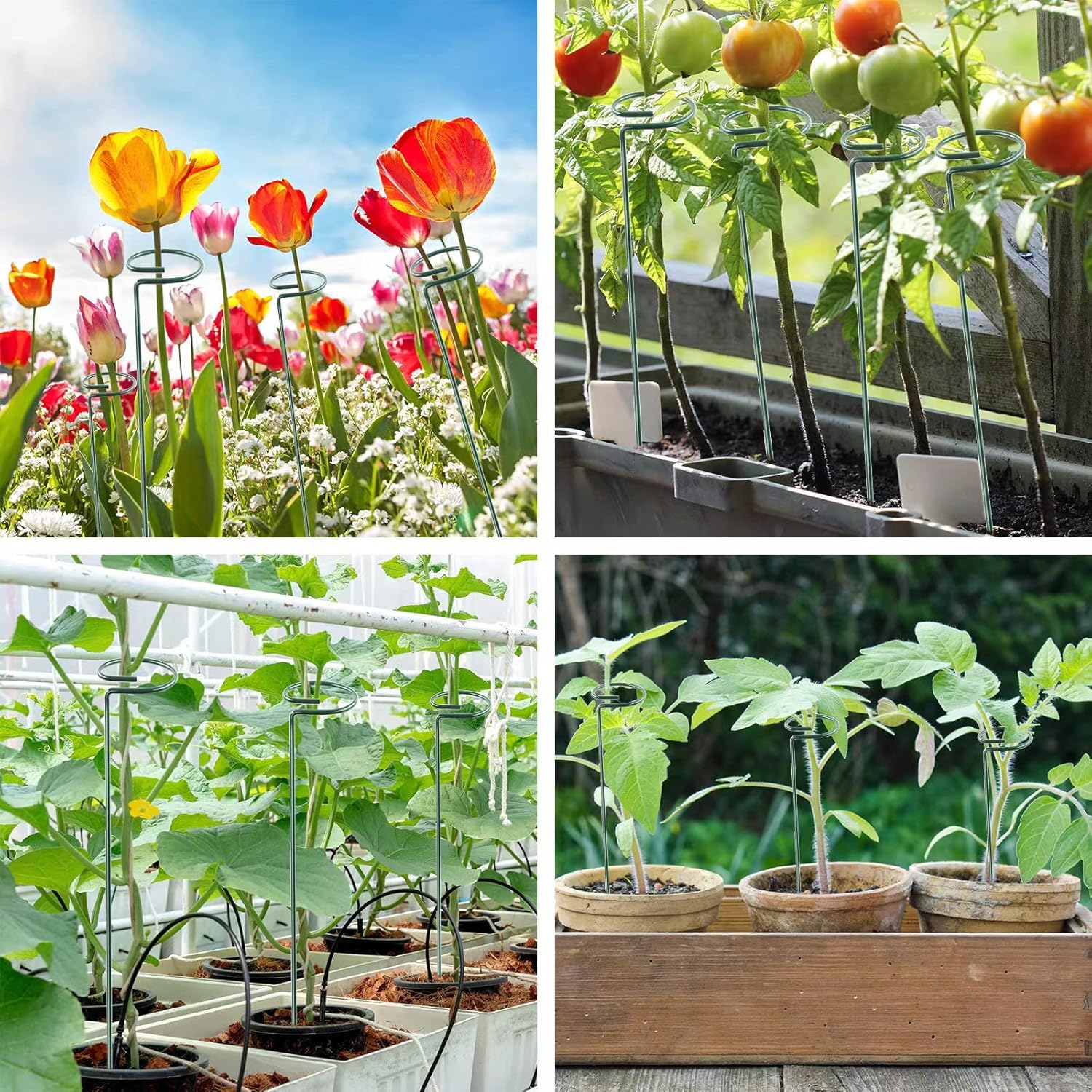 36 Inch 20 Packs Plant Support Stake Garden Single stemmed Plant Support Hoops Plant Prop for Flowers Orchid Tomatoes