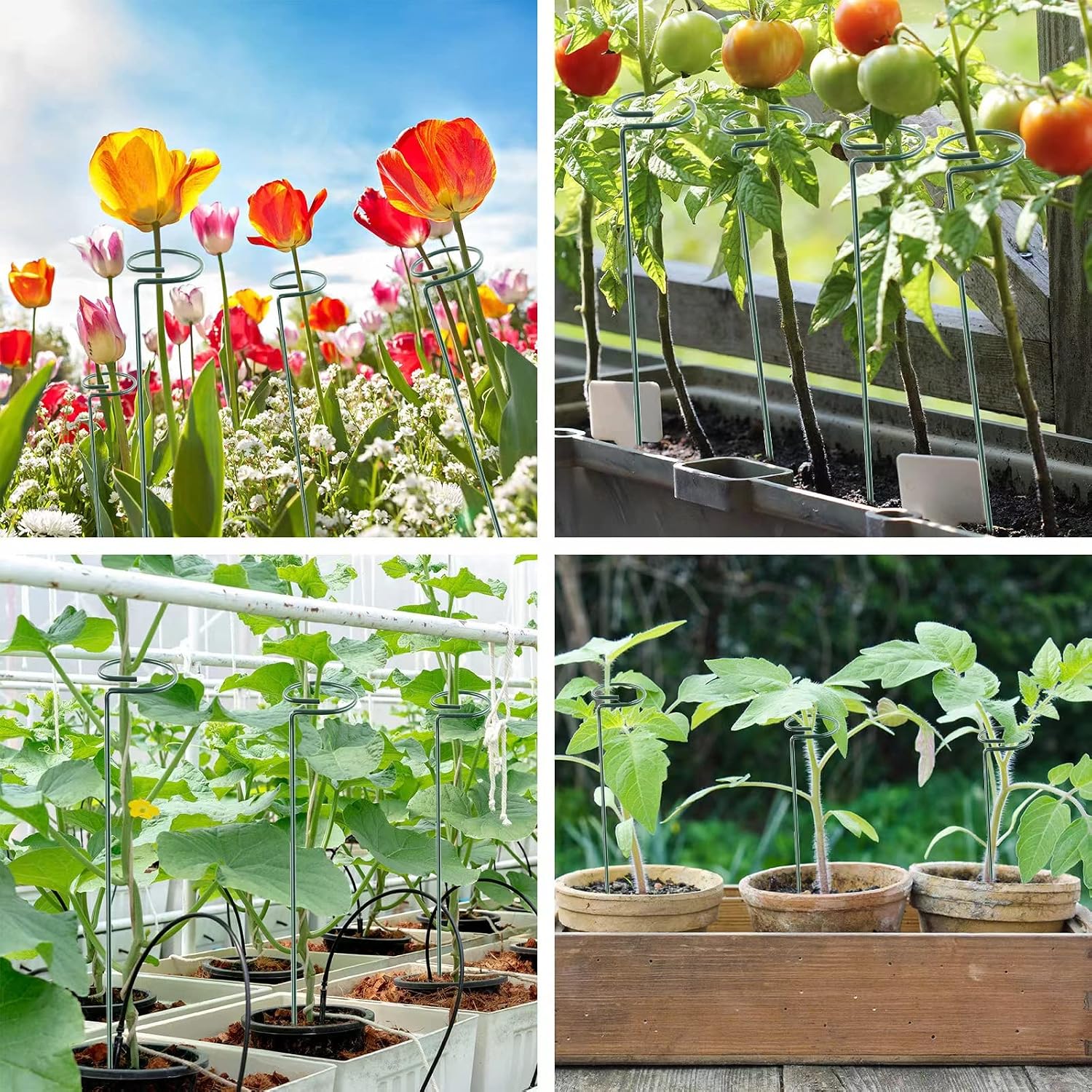 36 Inch 12 Packs Plant Support Stakes,Garden Single stemmed Plant Support Hoops, Plant Prop, for Flowers,Orchid