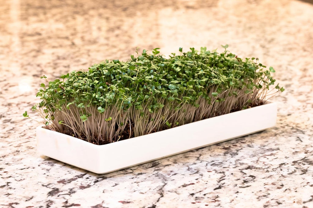 mizuna Microgreens Growing Kit — 2 Ceramic Trays, Coconut Coir & Seeds | Indoor Windowsill Grow Kit | Gift for Plant &