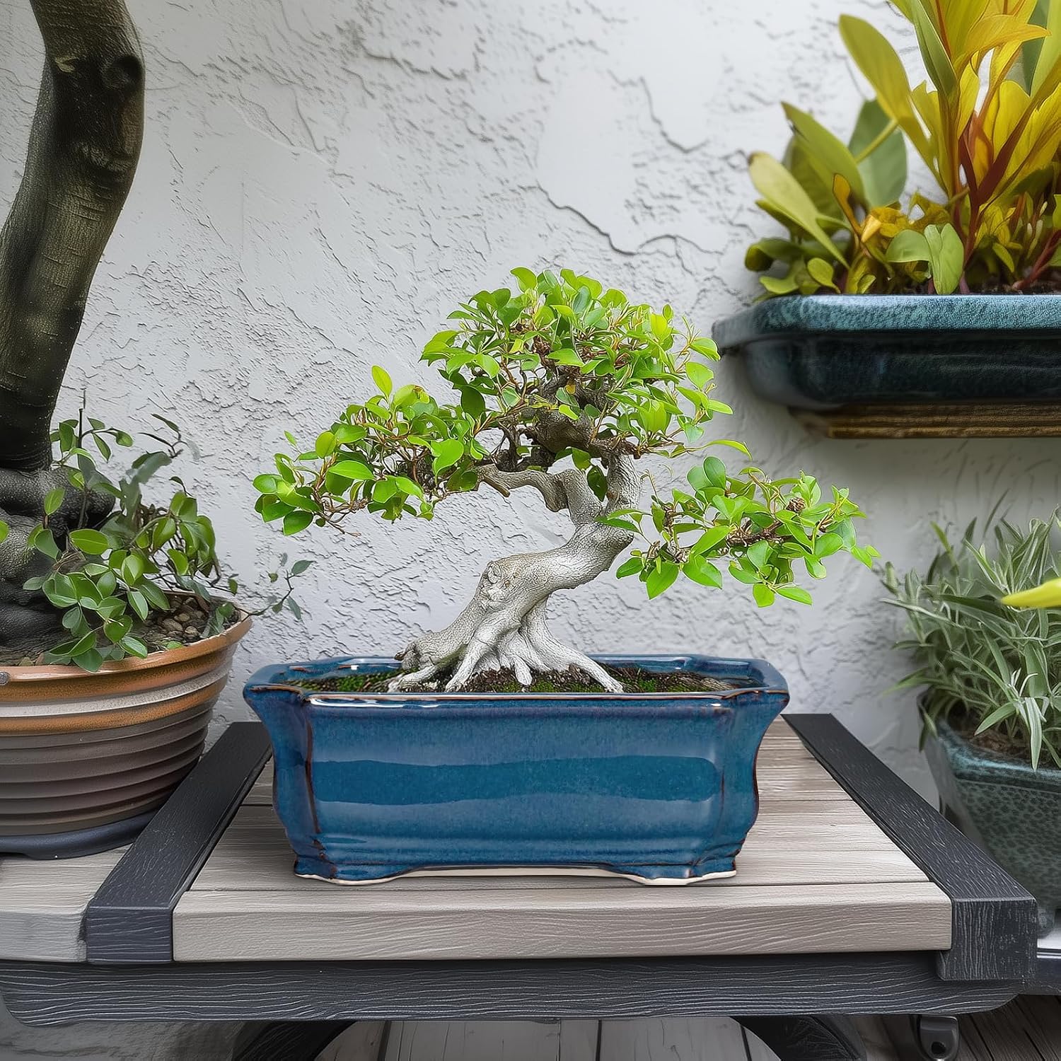 Bonsai Pots 11.6 Inch - Ceramic Succulent Pots with Drainage Hole, Rectangular Planter for Indoor Outdoor, Decorative