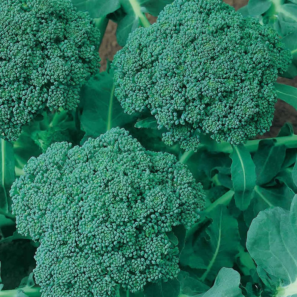 Mountain Valley Seed Co Waltham 29 Broccoli (5 Lb) Seeds Non-GMO Heirloom | Broccoli Seeds For Sprouting, Microgreens